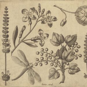 Member Exhibition Tour: Paginations—Birds, Bees, Flowers, and Trees